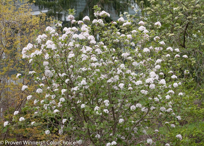 'Spice Girl&reg;' Korean Spice Viburnum - Viburnum carlesii from Paradise Acres Garden Center