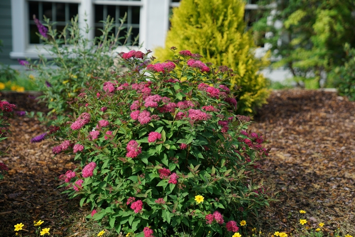 Double Play 'Doozie&reg;' - Spiraea (Spirea) from Paradise Acres Garden Center