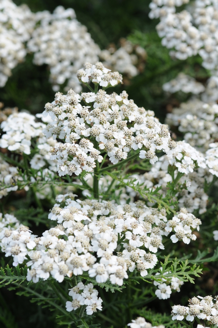 New Vintage™ White - Achillea millefolium (Yarrow) from Paradise Acres Garden Center