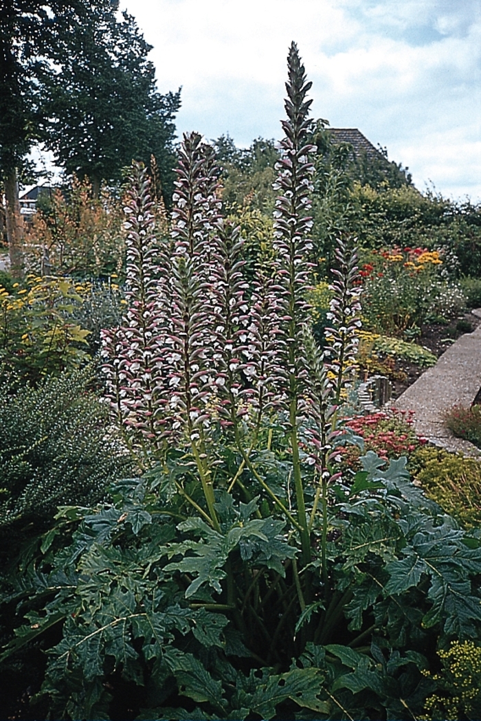 Bear's Breeches - Acanthus mollis from Paradise Acres Garden Center