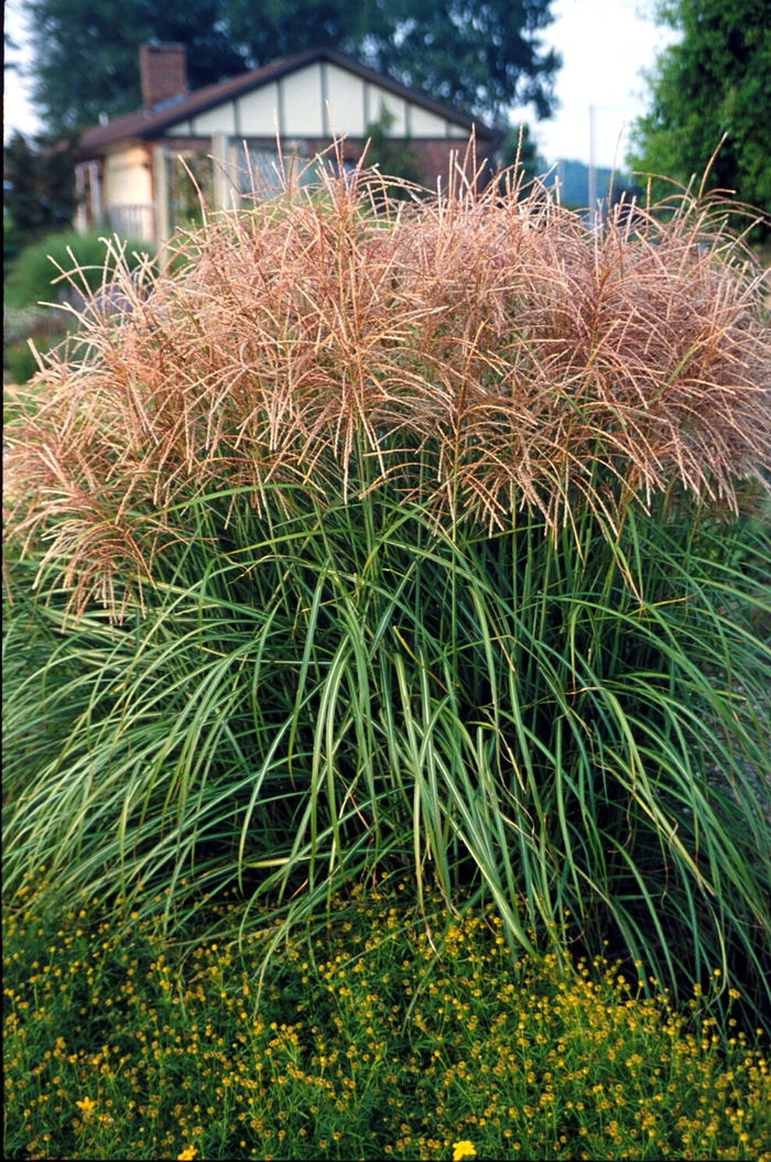 'Huron Sunrise' Maiden Grass - Miscanthus sinensis from Paradise Acres Garden Center