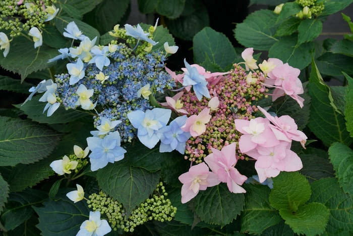 'Tuff Stuff Ah-Ha®' Reblooming Mountain Hydrangea - Hydrangea serrata from Paradise Acres Garden Center