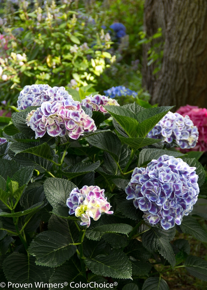 Cityline® ''Mars'' - Hydrangea macrophylla (Bigleaf Hydrangea) from Paradise Acres Garden Center