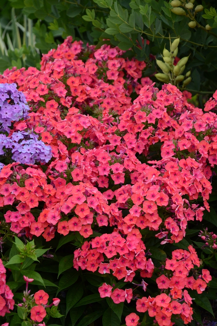 Flame™ 'Coral Flame®' - Phlox paniculata (Garden Phlox) from Paradise Acres Garden Center