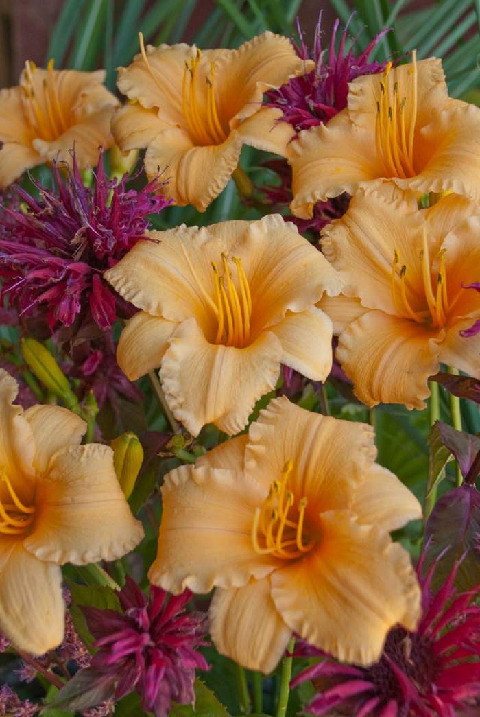 'Apricot Sparkles' Daylily - Hemerocallis from Paradise Acres Garden Center