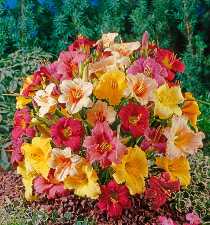 'Multiple Varieties' Daylilies - Hemerocallis from Paradise Acres Garden Center