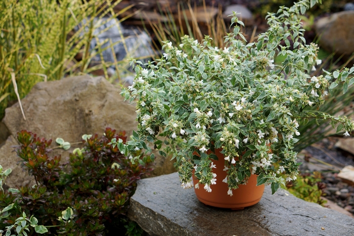 'Lucky Lots' - Abelia x grandiflora from Paradise Acres Garden Center