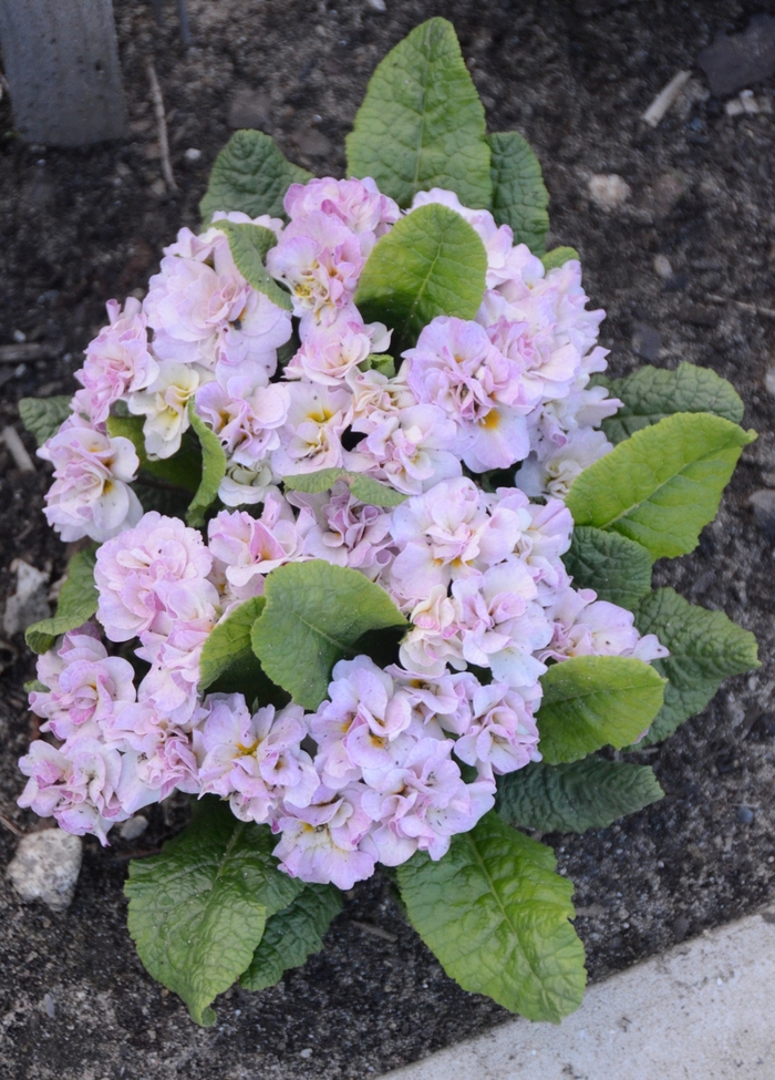 Belarina® 'Pink Ice' - Primula vulgaris (Primrose) from Paradise Acres Garden Center