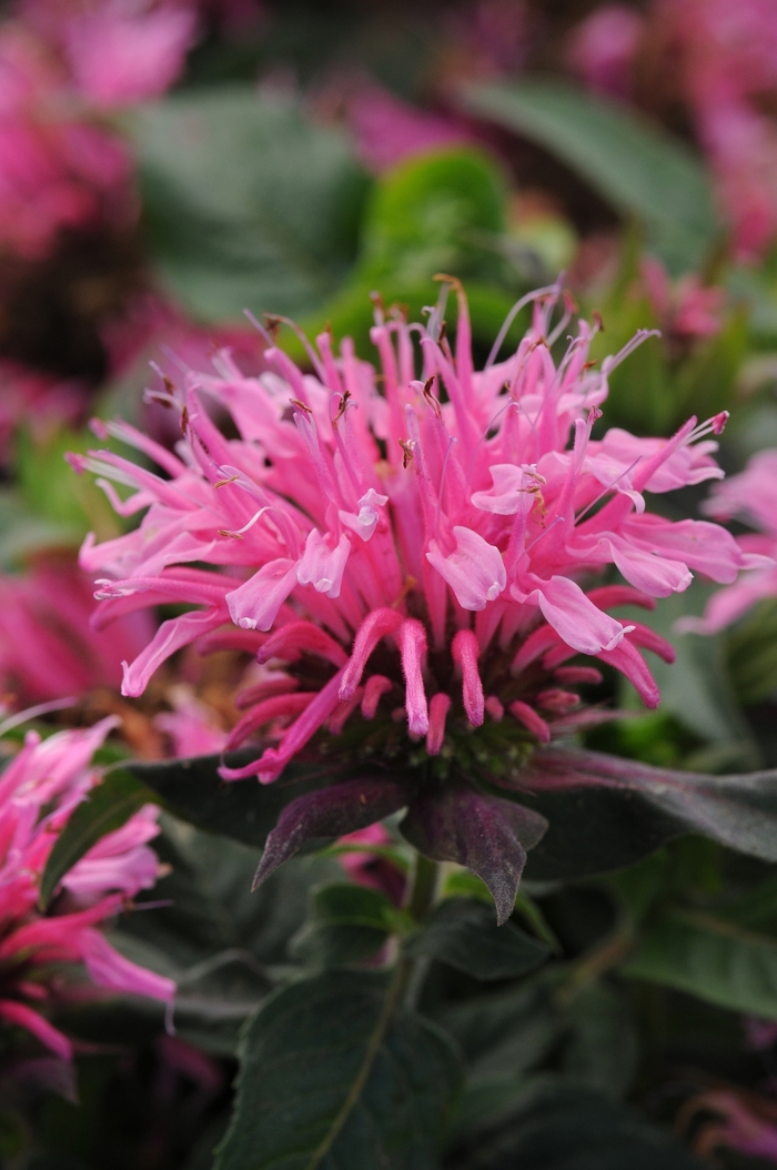 Balmy™ 'Pink' - Monarda didyma (Bee Balm) from Paradise Acres Garden Center