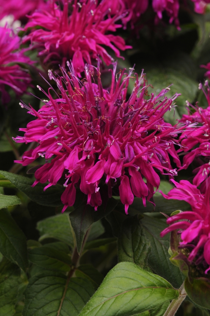 Balmy™ 'Purple' - Monarda didyma (Bee Balm) from Paradise Acres Garden Center