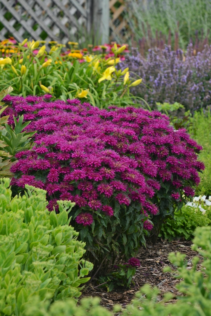 Sugar Buzz® ''Grape Gumball'' - Monarda didyma (Bee Balm, Bergamot) from Paradise Acres Garden Center