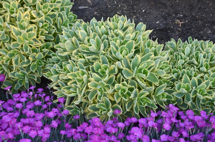 'Autumn Charm&trade;' Stonecrop - Sedum telephium from Paradise Acres Garden Center