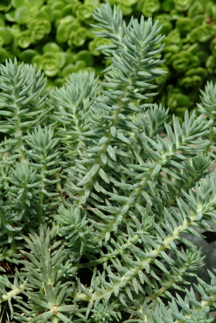 'Blue Spruce' Stonecrop - Sedum reflexum from Paradise Acres Garden Center