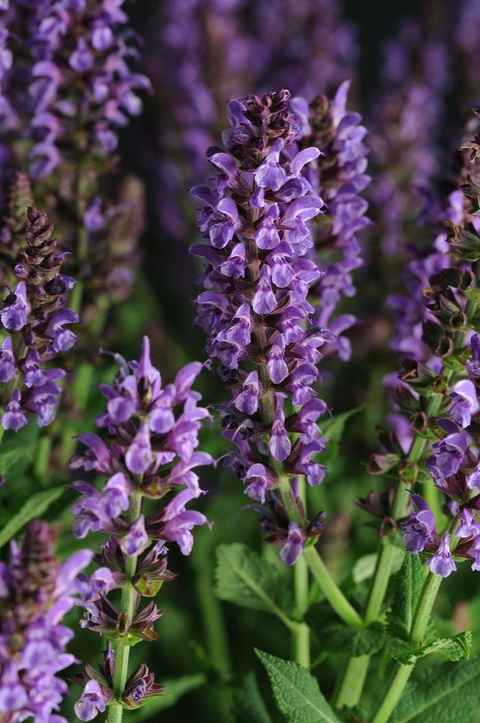 Lyrical&trade; 'Silver Tone' - Salvia nemorosa (Meadow Sage) from Paradise Acres Garden Center