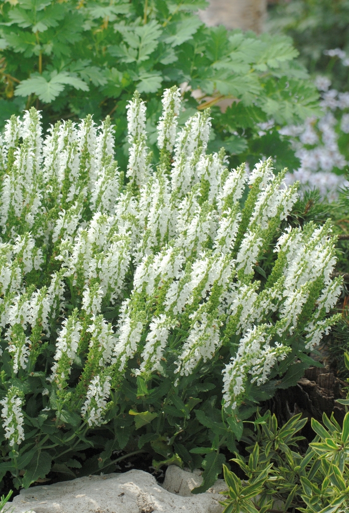 Lyrical™ 'White' - Salvia nemorosa (Meadow Sage) from Paradise Acres Garden Center