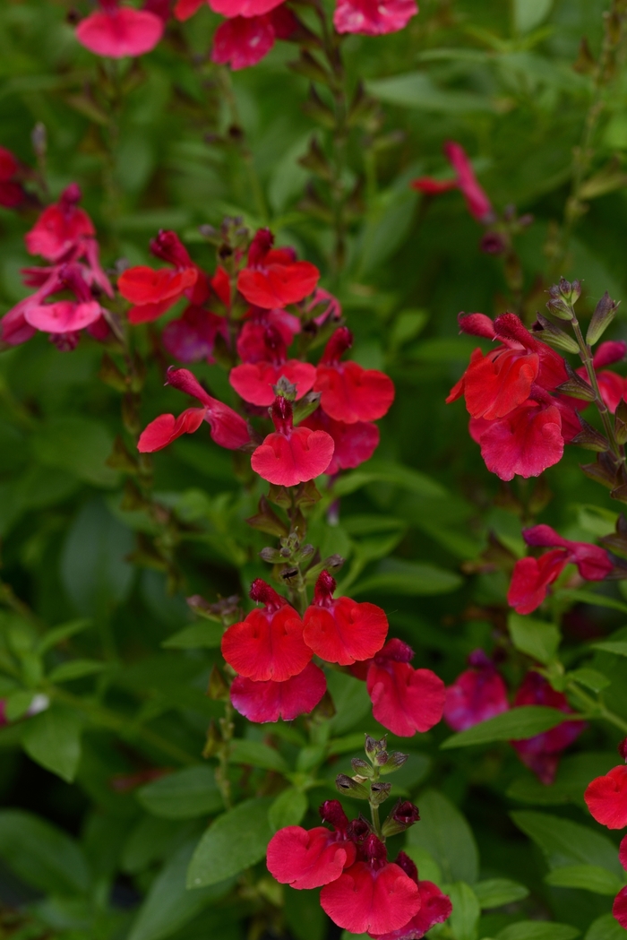 Mirage&trade; 'Cherry Red' - Salvia greggii (Sage) from Paradise Acres Garden Center