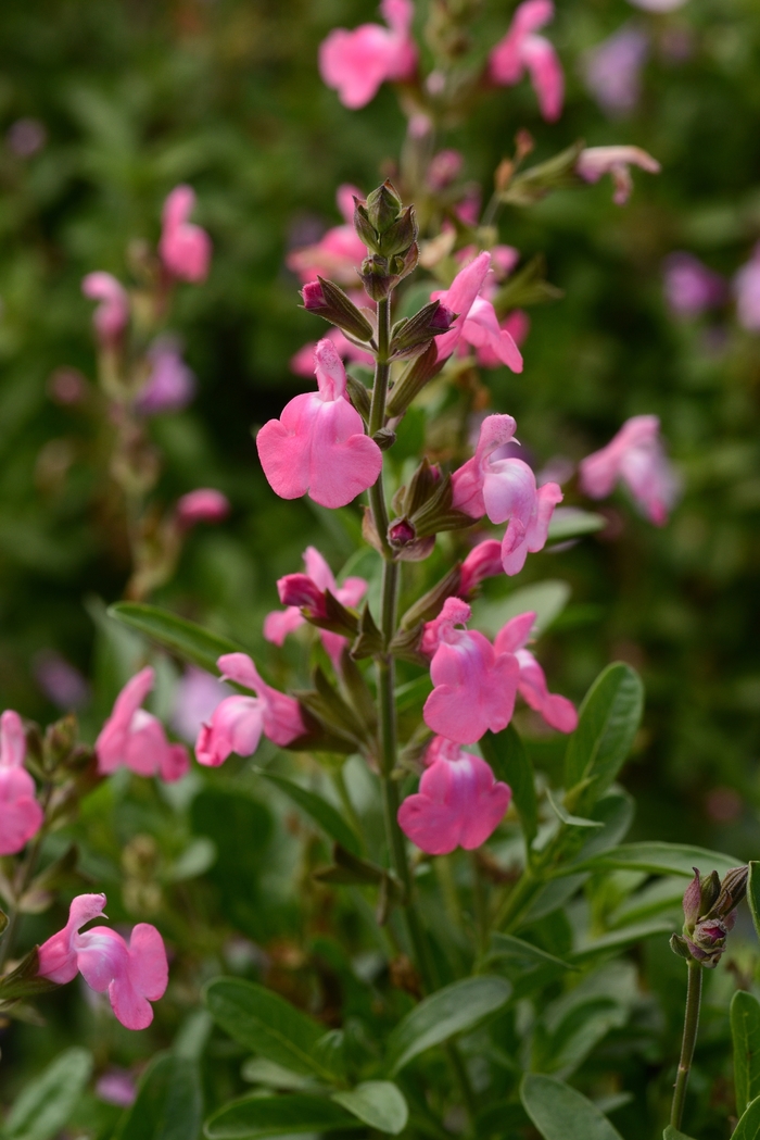 Mirage&trade; 'Pink' - Salvia greggii (Sage) from Paradise Acres Garden Center