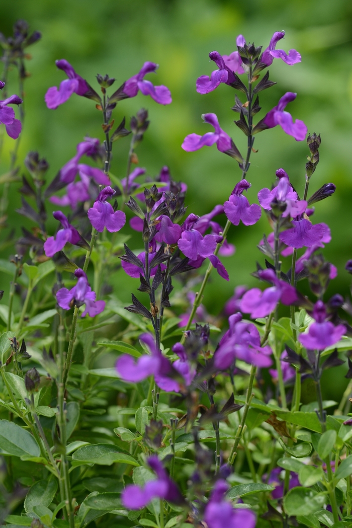 Mirage&trade; 'Violet' - Salvia greggii (Sage) from Paradise Acres Garden Center