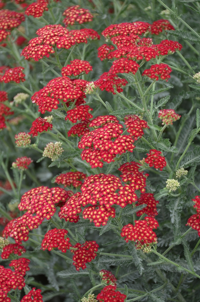 'Sassy Summer Sangria' Yarrow - Achillea millefolium from Paradise Acres Garden Center