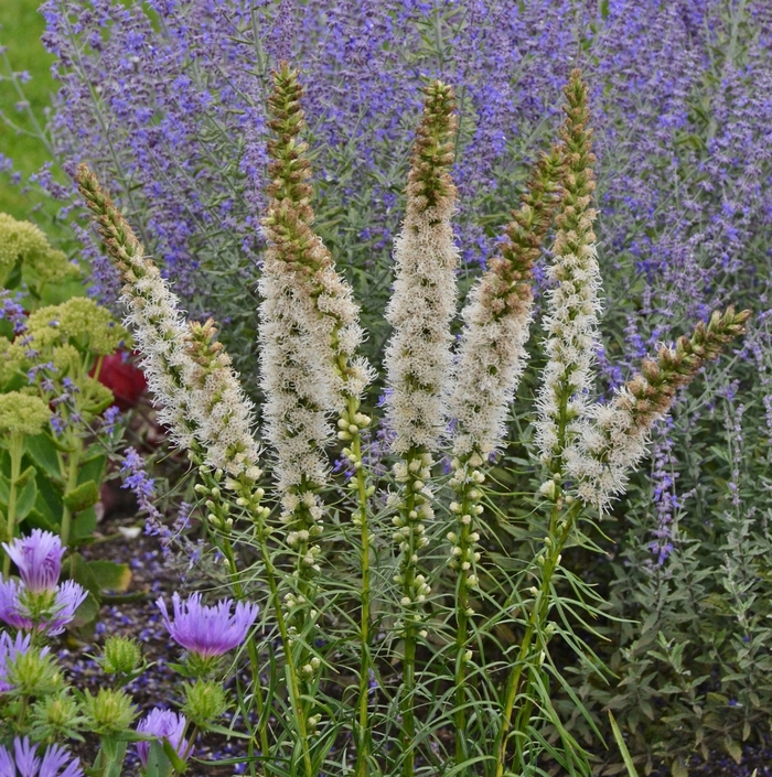'Floristan White' Blazing Star - Liatris spicata from Paradise Acres Garden Center