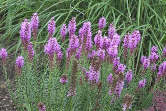 'Floristan Violet' Gayfeather - Liatris spicata from Paradise Acres Garden Center