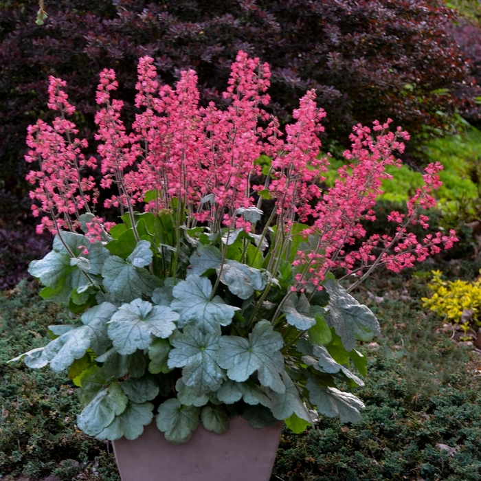Dolce&reg; 'Spearmint' - Heuchera (Coral Bells) from Paradise Acres Garden Center
