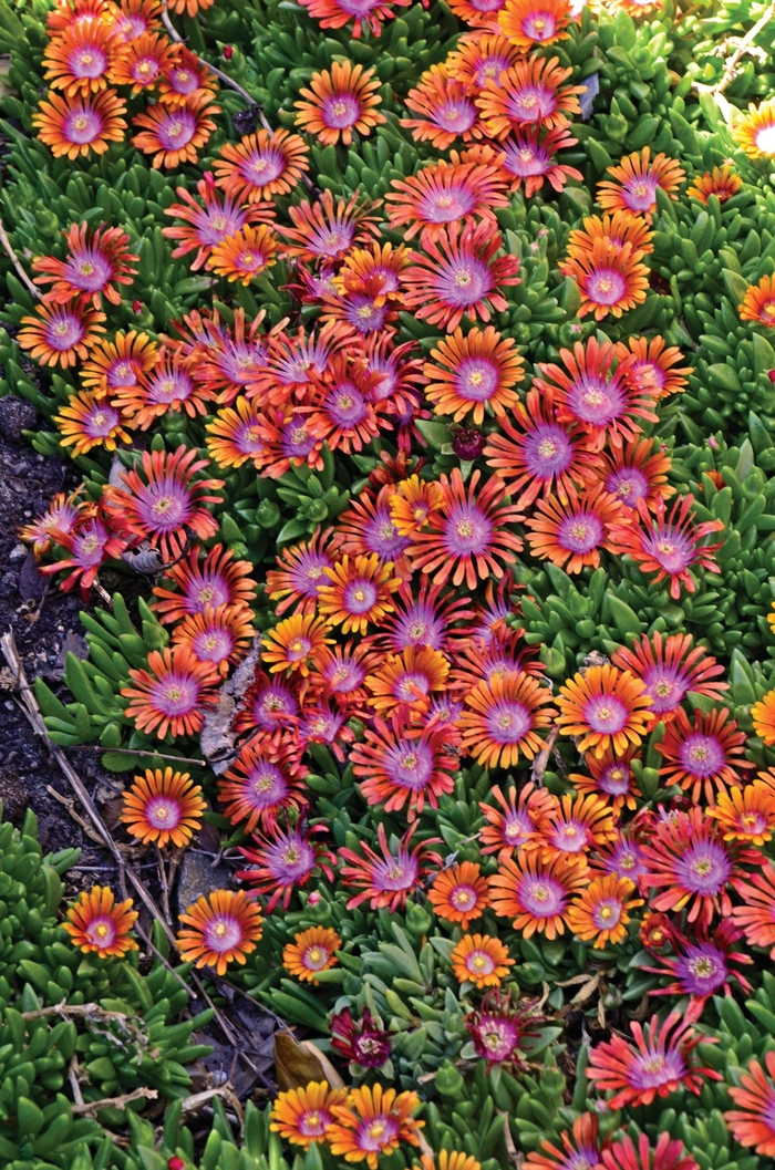 'Fire Spinner&reg;' Ice Plant - Delosperma from Paradise Acres Garden Center
