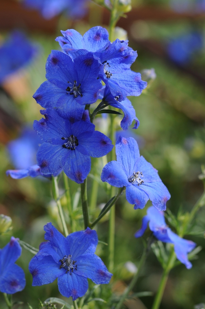 'Diamond Blue' Larkspur - Delphinium grandiflorum from Paradise Acres Garden Center