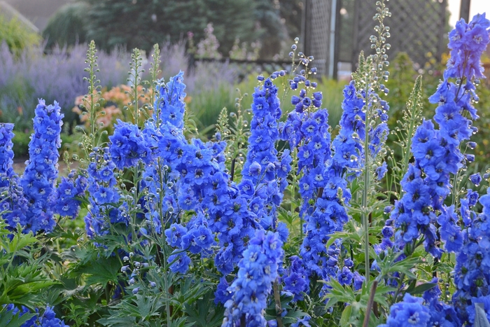 New Millennium&trade; 'Cobalt Blue' - Delphinium elatum (Larkspur) from Paradise Acres Garden Center