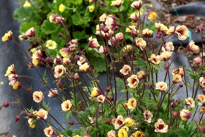 Tempo&trade; Yellow - Geum from Paradise Acres Garden Center