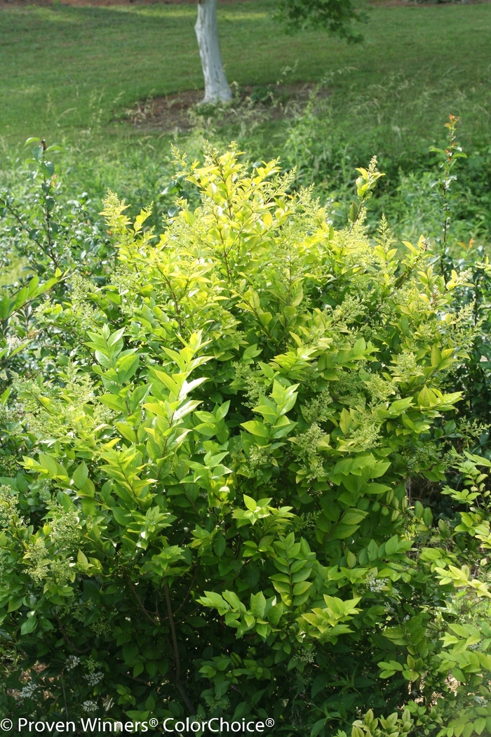 'Golden Ticket®' Privet - Ligustrum x vicaryi from Paradise Acres Garden Center