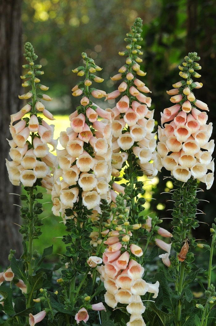 'Dalmatian Peach' Foxglove - Digitalis purpurea from Paradise Acres Garden Center