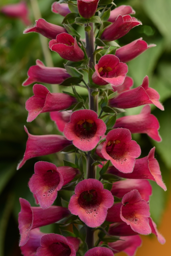 Foxlight&trade; 'Plum Gold' - Digitalis (Foxglove) from Paradise Acres Garden Center