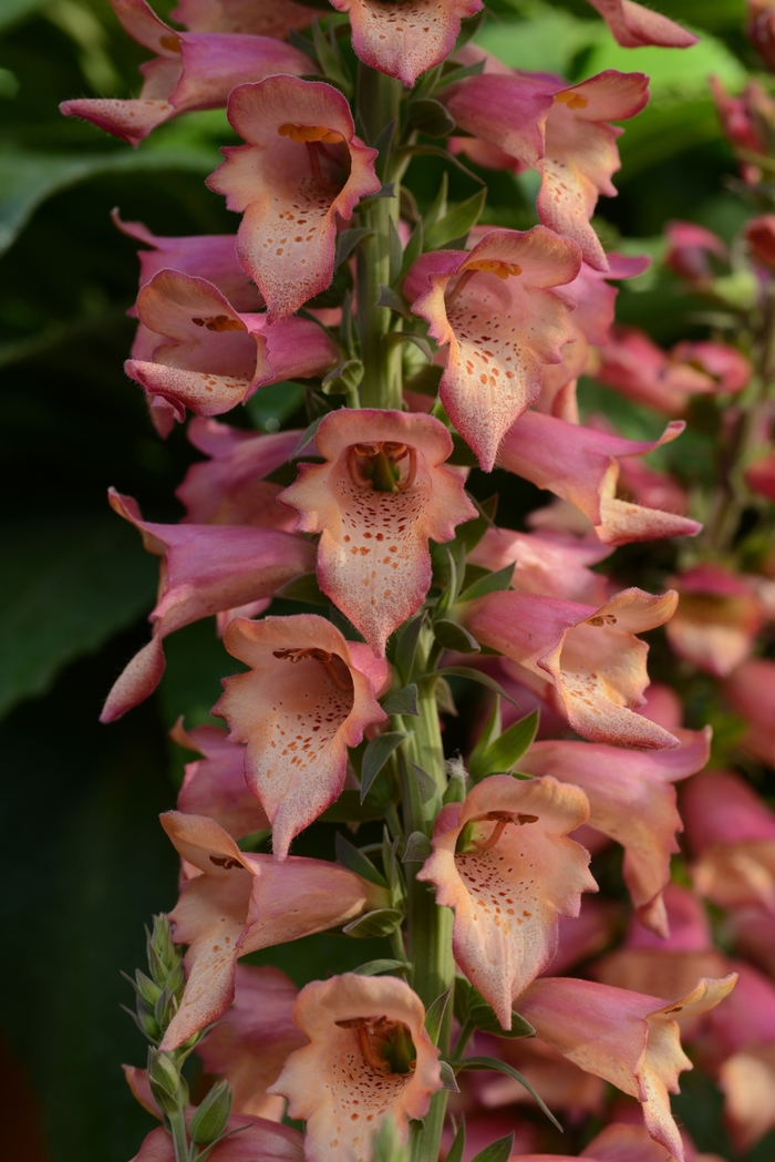 Foxlight&trade; 'Rose Ivory' - Digitalis (Foxglove) from Paradise Acres Garden Center