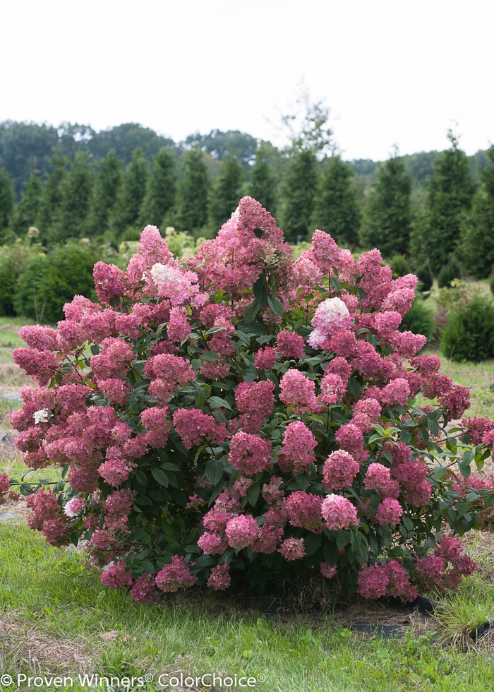 'Fire Light®' Panicle Hydrangea - Hydrangea paniculata from Paradise Acres Garden Center