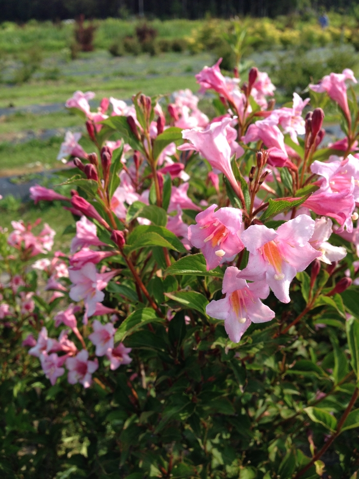 Sonic Bloom&reg; 'Pure Pink' - Weigela florida from Paradise Acres Garden Center