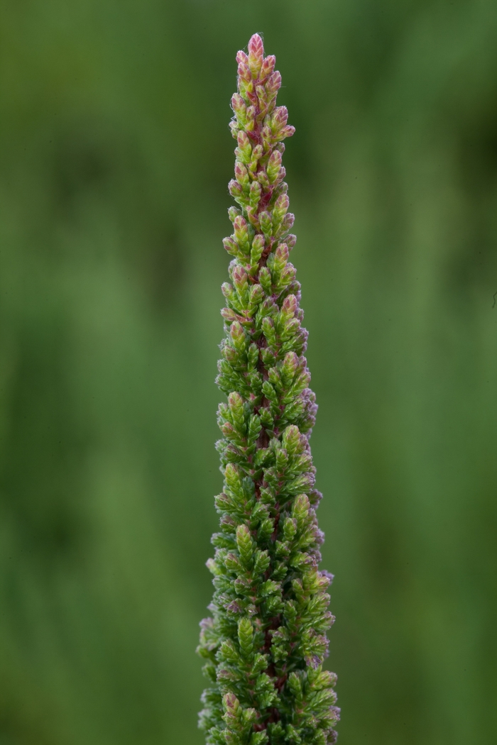 'Skyline Stockholm&trade;' Heather - Calluna vulgaris from Paradise Acres Garden Center