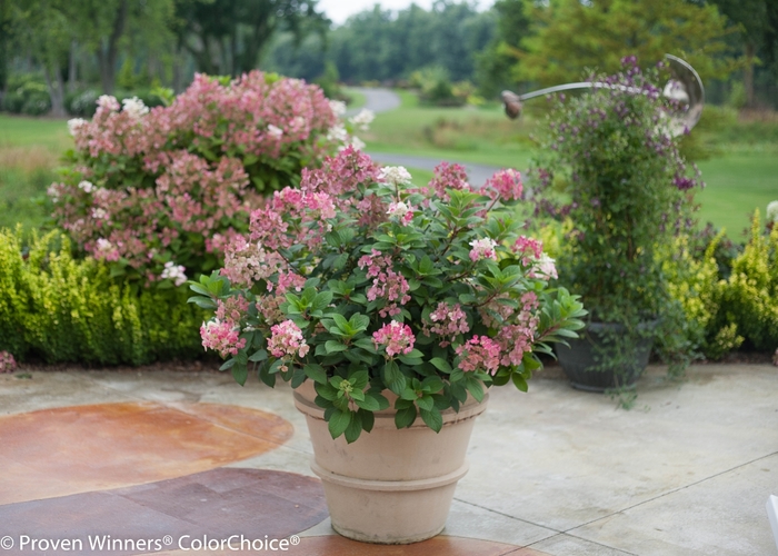 'Little Quick Fire®' Panicle Hydrangea - Hydrangea paniculata from Paradise Acres Garden Center