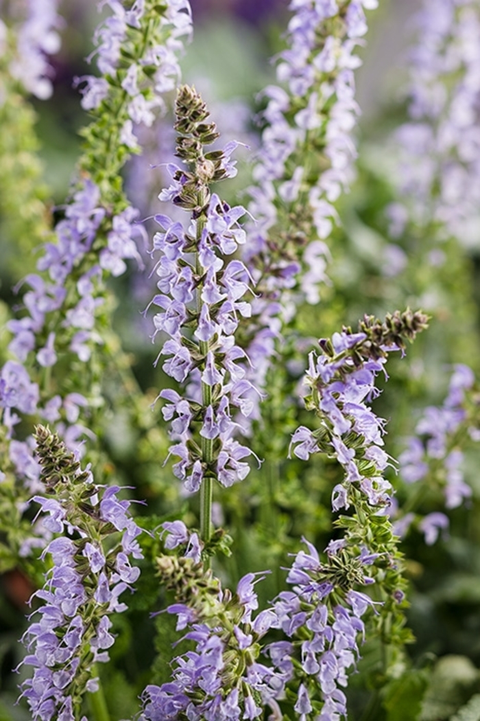 Color Spires&reg; 'Crystal Blue' - Salvia nemorosa (Meadow Sage) from Paradise Acres Garden Center