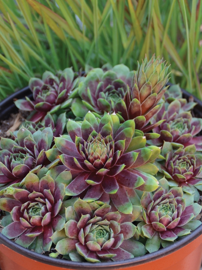 Chick Charms&reg; 'Ruby Heart' - Sempervivum (Hen and Chicks) from Paradise Acres Garden Center