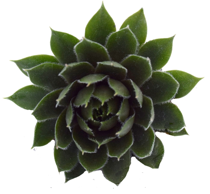 'Commander Hay' Hen and Chicks - Sempervivum from Paradise Acres Garden Center