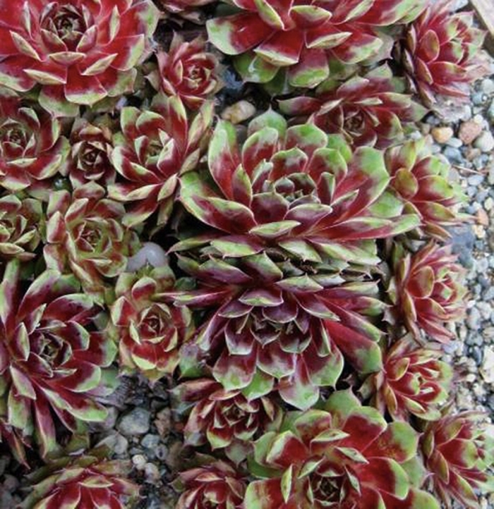 'Kalinda' Hen and Chicks - Sempervivum from Paradise Acres Garden Center