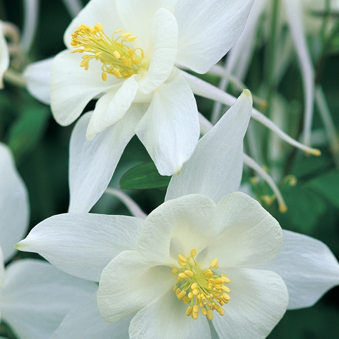 Origami&trade; 'White' - Aquilegia caerulea (Columbine) from Paradise Acres Garden Center