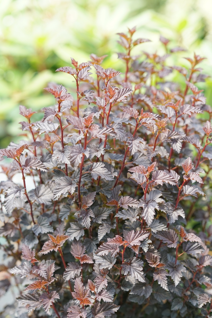 Summer Wine® Black - Physocarpus opulifolius (Ninebark) from Paradise Acres Garden Center