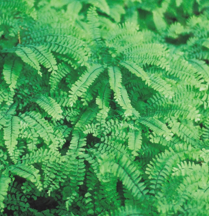 Hardy Maidenhair Fern - Adiantum x mairisii from Paradise Acres Garden Center