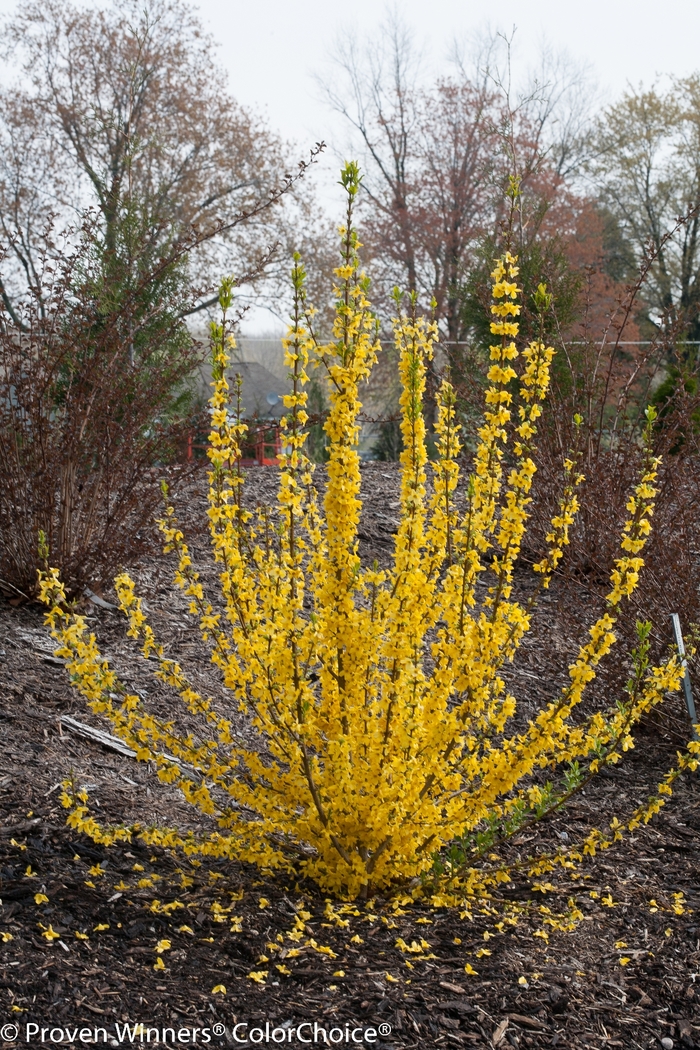 Show Off Starlet&reg; - Forsythia from Paradise Acres Garden Center