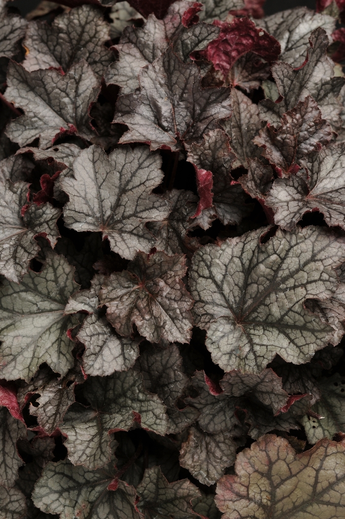 'Carnival Plum Crazy' Coral Bells - Heuchera from Paradise Acres Garden Center