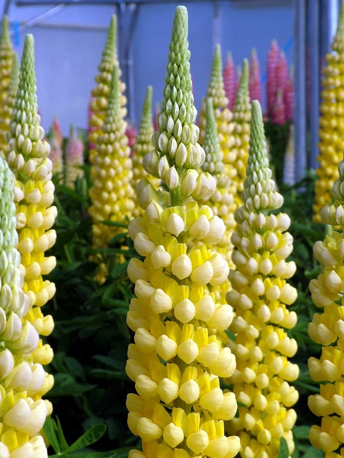 Westcountry&trade; 'Desert Sun' - Lupinus polyphyllus (Lupine) from Paradise Acres Garden Center