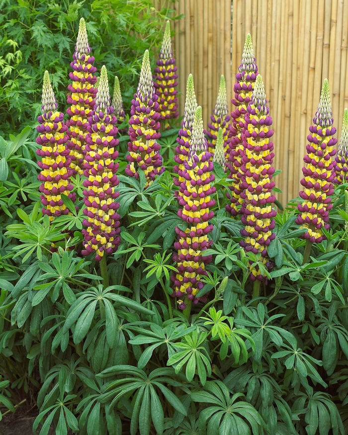 Westcountry&trade; 'Manhattan Lights' - Lupinus polyphyllus (Lupine) from Paradise Acres Garden Center
