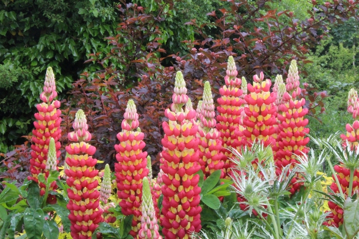 Westcountry&trade; 'Tequila Flame' - Lupinus polyphyllus (Lupine) from Paradise Acres Garden Center